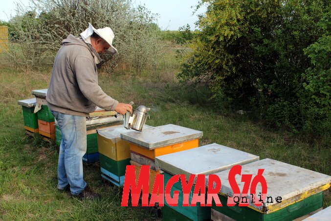 A füstölés célja a méhek távol tartása, hogy a méhész nyugodtan dolgozhasson (Benedek Miklós felvétele)