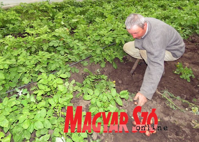 Kelendő az újkrumpli (Fotó: Kecskés István)