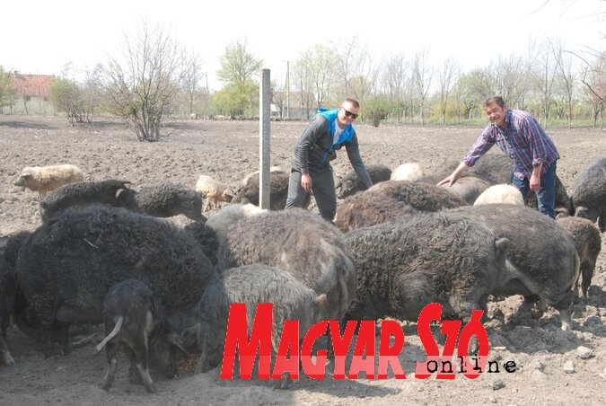 A mangalicák nagy területen mozognak, szeretik a szabadságot (Homolya Horváth Ágnes felvétele)