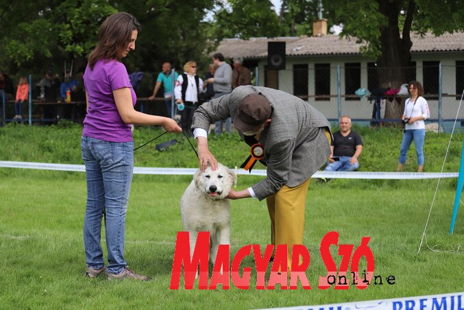 A kutyák értékelése (Lakatos János felvétele)