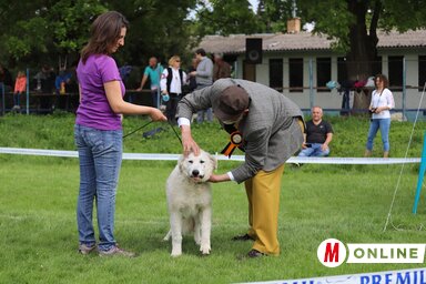 A kutyák értékelése (Lakatos János felvétele)