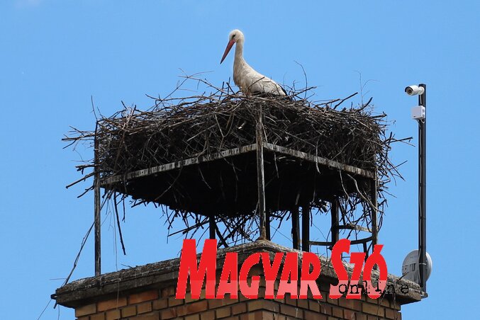 Éber kamera követi a bácsfeketehegyi gólyák életét (Lakatos János felvétele)