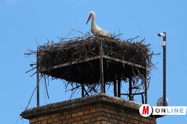 Éber kamera követi a bácsfeketehegyi gólyák életét (Lakatos János felvétele)