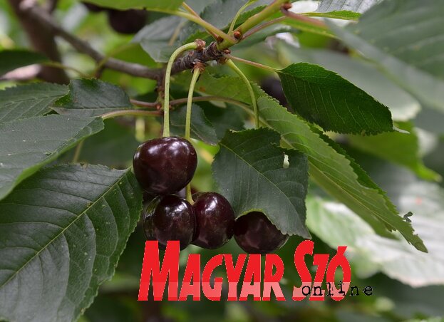 Fotó: Lakatos János