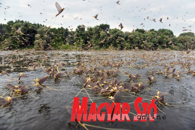 A tiszavirágzás a Magyarkanizsa feletti folyószakaszon a leglátványosabb(Gergely József felvétele)