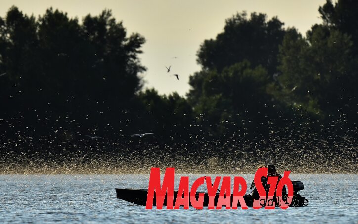 Szombaton és vasárnap is megfigyelhető lesz a tömeges rajzás (Gergely József felvétele)