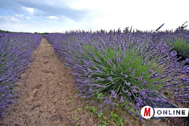 (Fotó: Gergely Árpád)