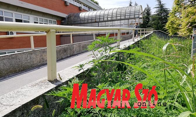Nemrég parlagfű volt mindenhol... (Fotó: Paraczky László)