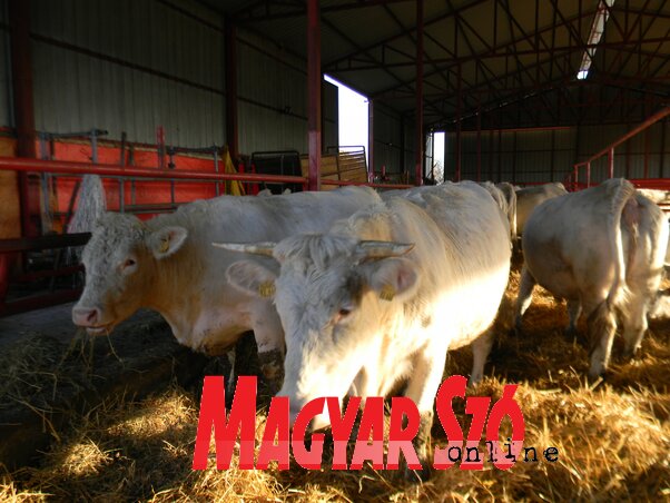 Drasztikusan csökken az állattenyésztőknek bérbe adható állami föld (Fotó: Fehér Rózsa)