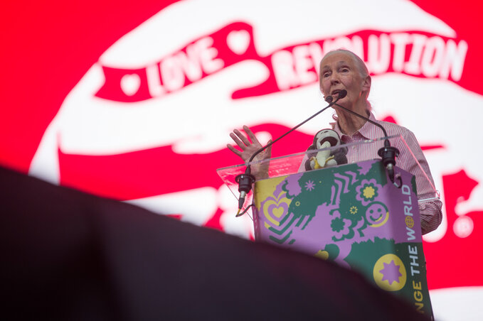 Jane Goodall a Szigeten (fotó: MTI)