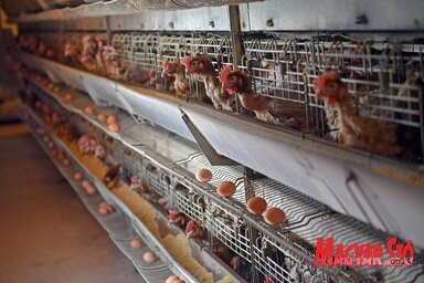 A tyúkfarm 10 000 tojós tyúkkal rendelkezik, naponta 9200–9300 tojást tojnak (Fotó: Ótos András)