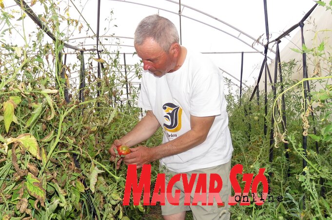 Balanyi Sándor: Megfeleződött a termés (Kecskés István felvétele) Balanyi Sándor: Megfeleződött a termés (Kecskés István felvétele)