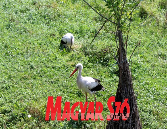 (Fotó: Benedek Miklós) (Fotó: Benedek Miklós)