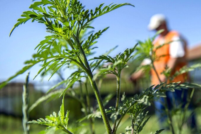 Amíg az allergén növény magas koncentrációban van jelen a levegőben, a lakásban tartsuk inkább zárva az ablakokat. A szellőztetést ne reggel 5 és 10 óra közé időzítsük, a pollenkoncentráció ugyanis a napnak ebben a szakában a legmagasabb (Fotó: MTI)