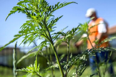 Amíg az allergén növény magas koncentrációban van jelen a levegőben, a lakásban tartsuk inkább zárva az ablakokat. A szellőztetést ne reggel 5 és 10 óra közé időzítsük, a pollenkoncentráció ugyanis a napnak ebben a szakában a legmagasabb (Fotó: MTI)