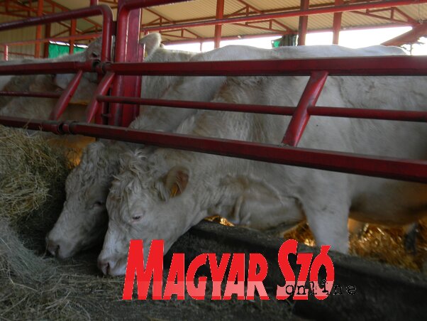 Drasztikusan csökken az állattenyésztőknek bérbe adható állami föld (Fotó: Fehér Rózsa)