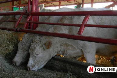 Drasztikusan csökken az állattenyésztőknek bérbe adható állami föld (Fotó: Fehér Rózsa)
