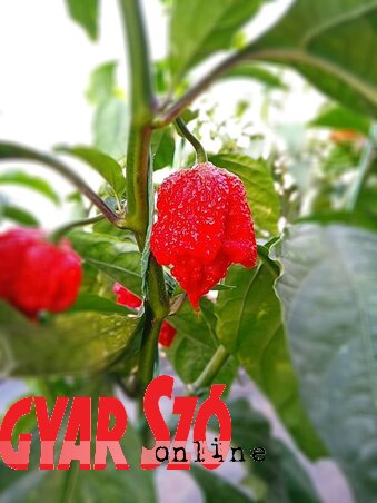A csilipaprika sok meleget igényel(Homolya Horváth Ágnes felvétele) A csilipaprika sok meleget igényel(Homolya Horváth Ágnes felvétele)