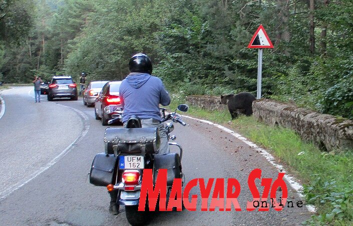 Vigyázat, medvék az úton! Vigyázat, medvék az úton!
