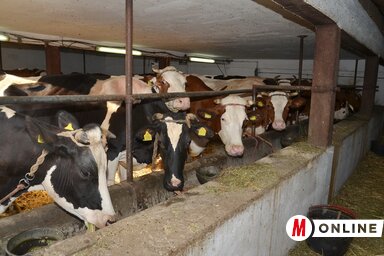 Több pályázatot is kiírtak az állattenyésztőknek (Lakatos János felvétele)