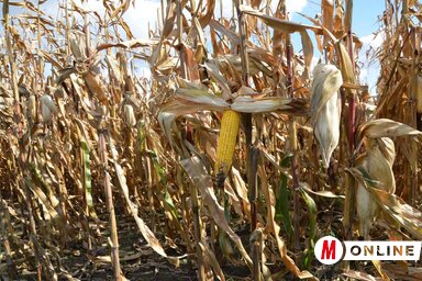 Az állattenyésztés és a növénytermesztés terén kötött biztosítások költségtérítésére a keretöszszeg 3 millió 100 ezer dinár (Fotó: Kazinczy Paszterkó Diana)