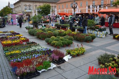 Tarka virágszőnyeg (Fotó: Fekete J. József)