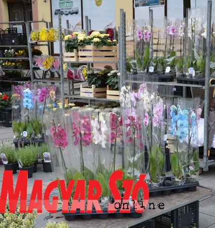 Az idén nagyon menő volt az orchidea (Fotó: Fekete J. József) Az idén nagyon menő volt az orchidea (Fotó: Fekete J. József)