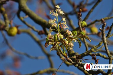 Az őszi virágzás a betegség jele (Gergely József felvétele)