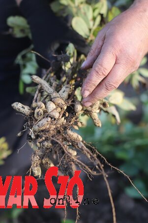 Saját termesztésű földimogyoró (Lakatos János felvétele) Saját termesztésű földimogyoró (Lakatos János felvétele)