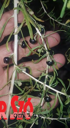 Ez mind vegyszermentes gyümölcs: szamóca, zala gyöngye és a kétféle goji (Lakatos János felvétele) Ez mind vegyszermentes gyümölcs: szamóca, zala gyöngye és a kétféle goji (Lakatos János felvétele)
