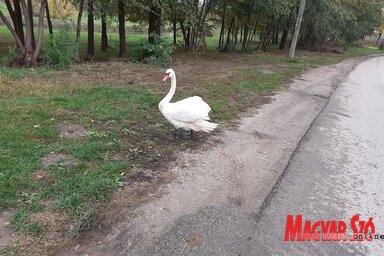Elveszettnek tűnt a hattyú (Fotó: Paraczky László)