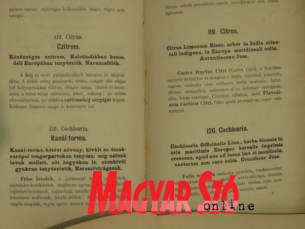 A kanál-torma dörzsölve múlékony csípős szagú, rágva égető, keserű ízű (Fotó: Miklós Hajnalka)