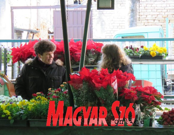 Mikulásviráfok a piaci asztalon (Fotó: Lackó Varjú Sára) Mikulásviráfok a piaci asztalon (Fotó: Lackó Varjú Sára)