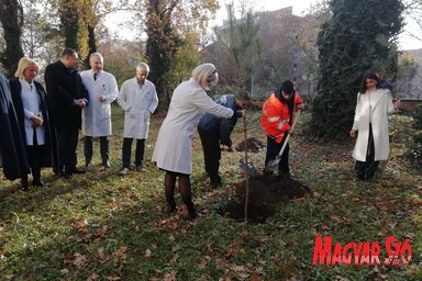 Edita Stokić földbe helyezi az első feketefenyőt (Fotó: Tóth D. Lívia)