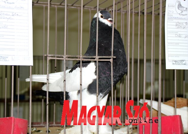 Pomeráni begyes galamb a kiállításon (Tóth Péter felvétele) Pomeráni begyes galamb a kiállításon (Tóth Péter felvétele)