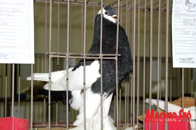 Pomeráni begyes galamb a kiállításon (Tóth Péter felvétele)