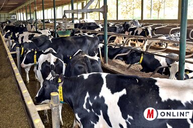 Az állattenyésztők törzskönyvezett jószágok vásárlására is pályázhattak (Gergely Árpád felvétele)