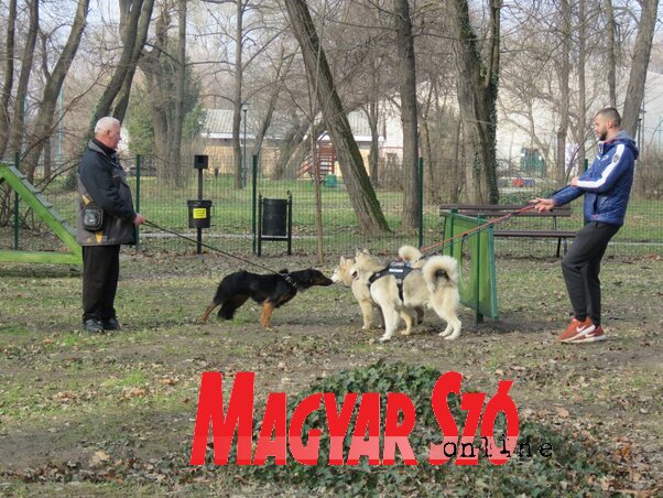 A parkban akadálypályák és mászókák várják a kutyákat (Fotó: Lackó Varjú Sára)