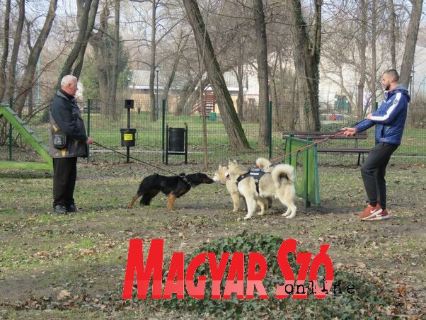 A parkban akadálypályák és mászókák várják a kutyákat (Fotó: Lackó Varjú Sára) A parkban akadálypályák és mászókák várják a kutyákat (Fotó: Lackó Varjú Sára)