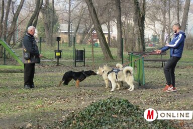 A parkban akadálypályák és mászókák várják a kutyákat (Fotó: Lackó Varjú Sára)