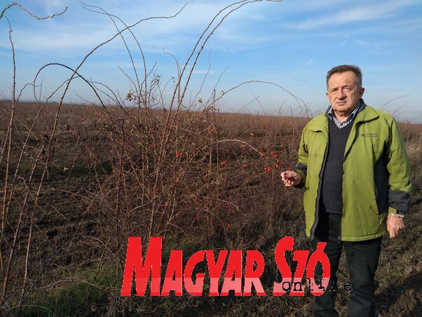 Még most is akad rajta néhány bogyó Firigyházán Még most is akad rajta néhány bogyó Firigyházán