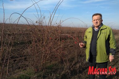 Még most is akad rajta néhány bogyó Firigyházán