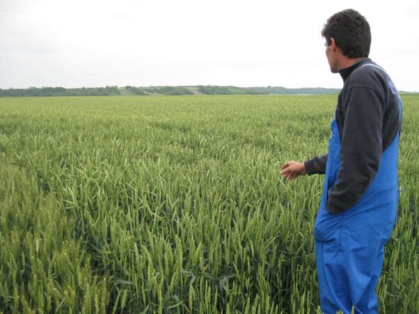 A búzatáblák többsége nem dőlt meg, és a gombás fertőzés sem mutatkozik (Fotó: Papp Imre) A búzatáblák többsége nem dőlt meg, és a gombás fertőzés sem mutatkozik (Fotó: Papp Imre)