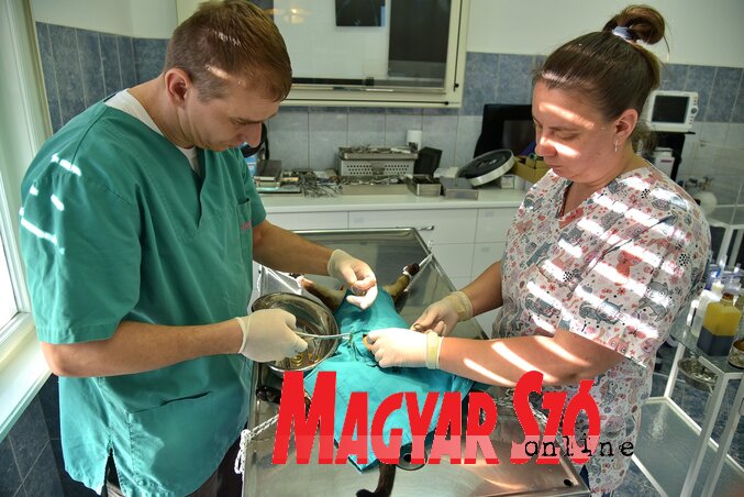 Macska ivartalanítása (Gergely József felvétele) Macska ivartalanítása (Gergely József felvétele)