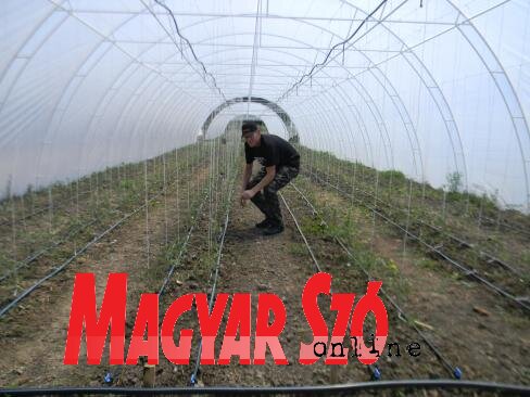A kezdők paradicsomtermesztéssel próbálkoztak Kumánon (Fehér Rózsa felvétele)