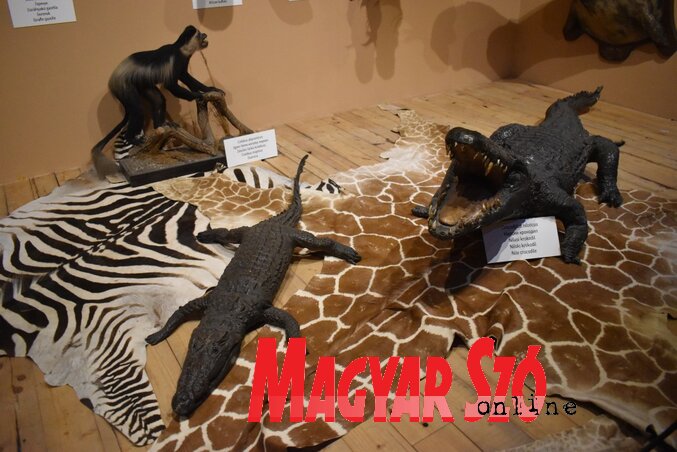 A múzeum tetőterében egzotikus állatok is helyet kaptak (Fotó: Patyi Szilárd)