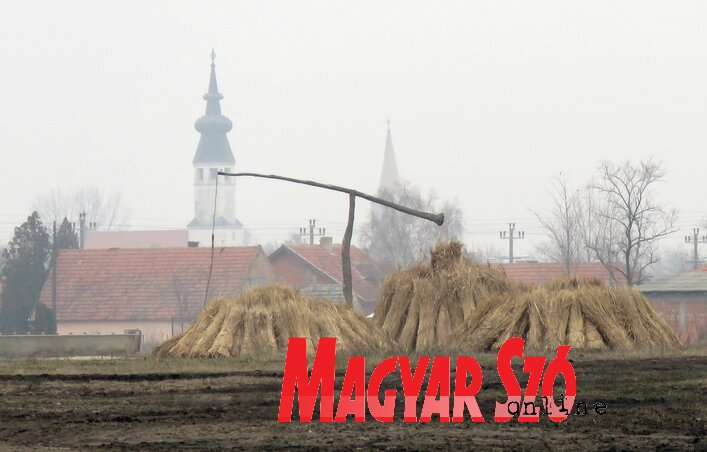 A nád egybefonódott a faluval (Kecskés István felvétele) A nád egybefonódott a faluval (Kecskés István felvétele)