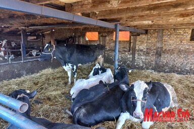 A temerini Faragó család gazdaságában naponta 500 liter tejet termelnek (Fotó: Tóth D. Lívia)