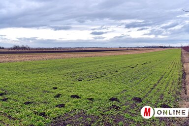 A NIS munkatársai három parcella iránt érdeklődtek (Fotó: Gergely Árpád)