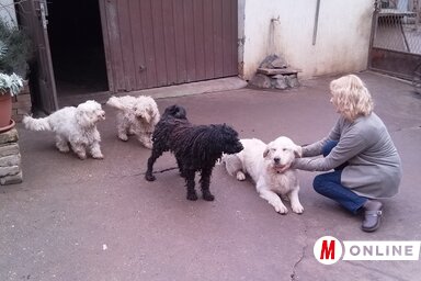 Örökbefogadásra váró kutyusok (Lakatos János felvétele)